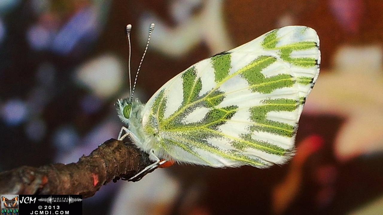 Peris beckerii freshly emerged adult becker's white